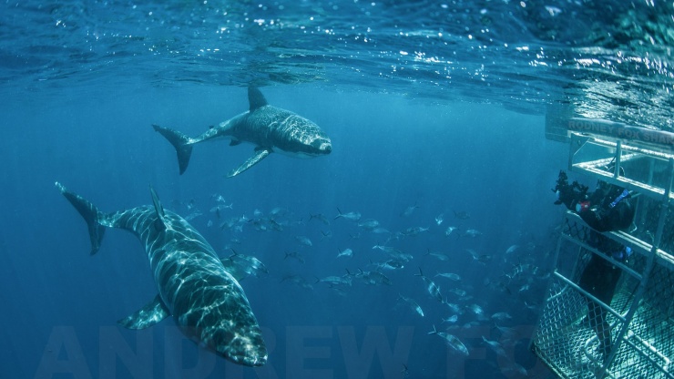 Great White Expedition (4N Spring/Summer/Autumn 2016) Gift Card Surface Diver